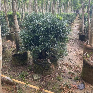 罗汉松球50-100高