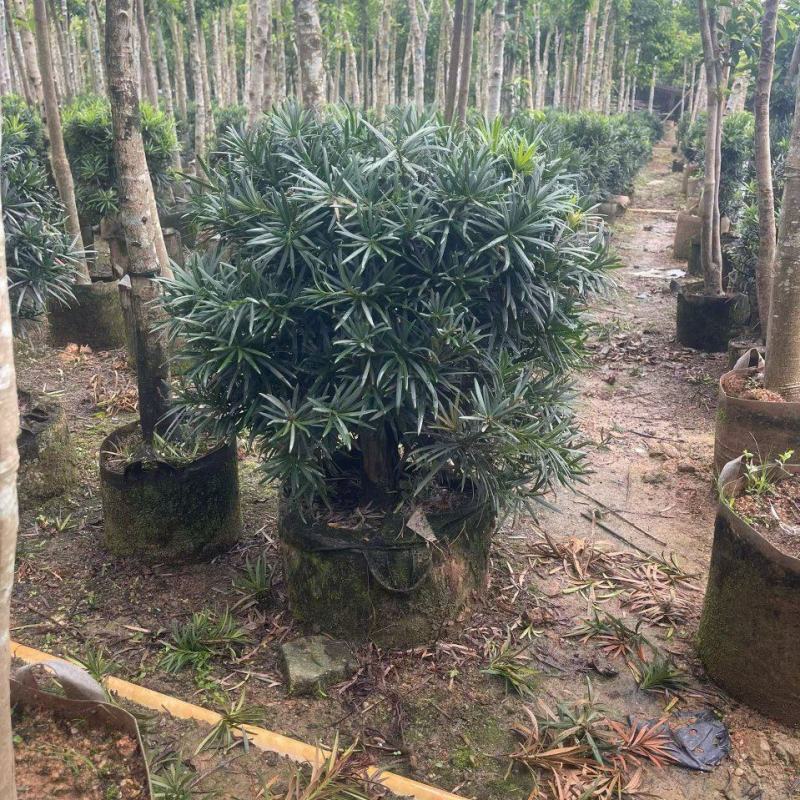 罗汉松球50-100高