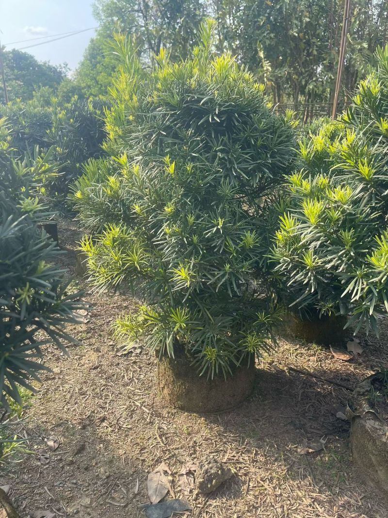 罗汉松球50-100高