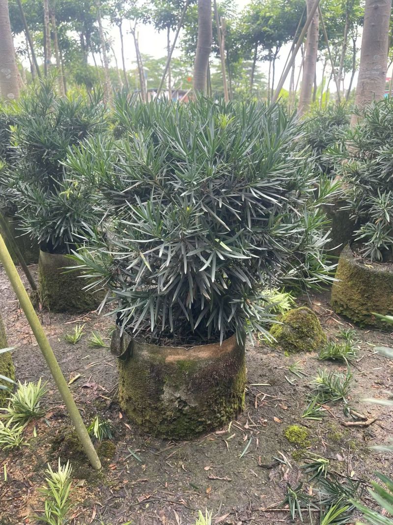 罗汉松球50-100高