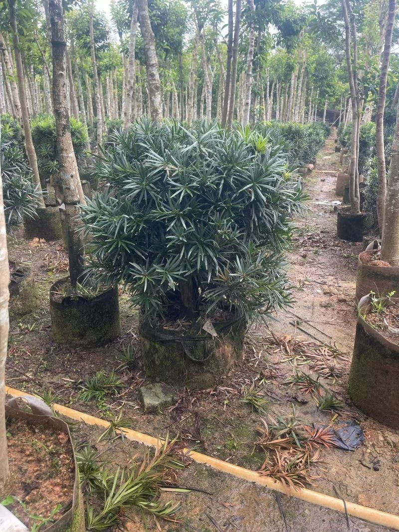 罗汉松球50-100高