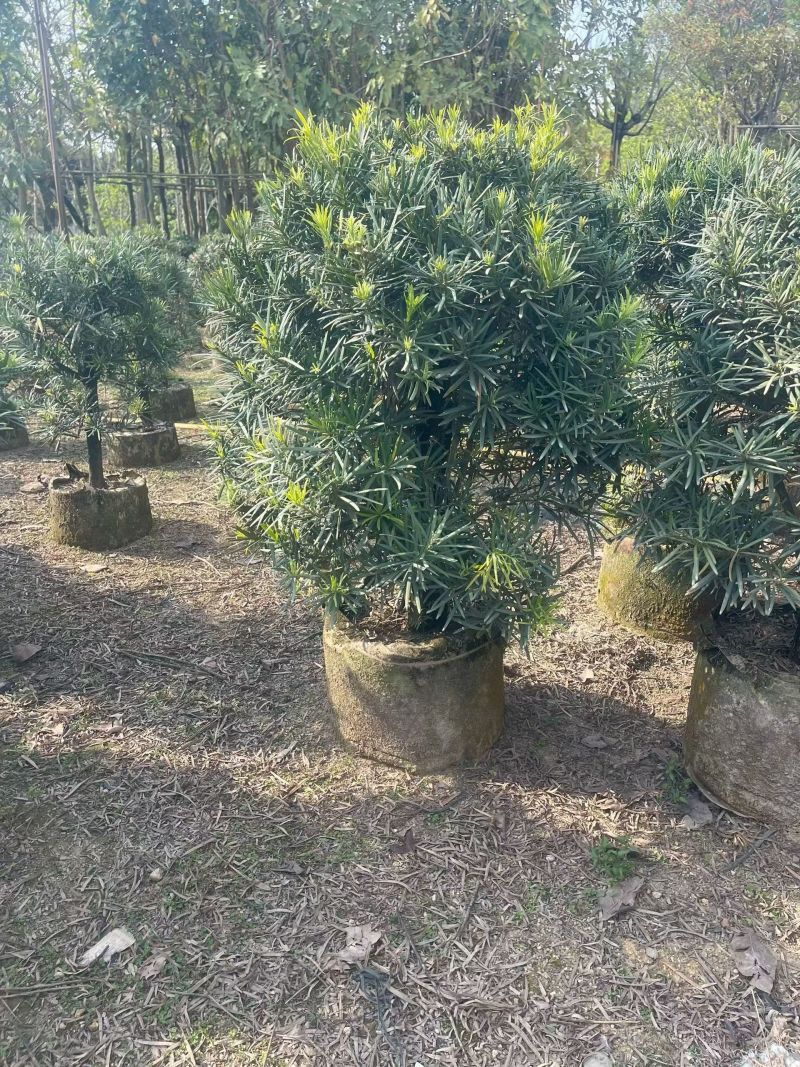 罗汉松球50-100高