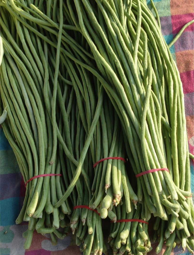 宜昌长豆角新货上市产地直供量大从优对接各大市场