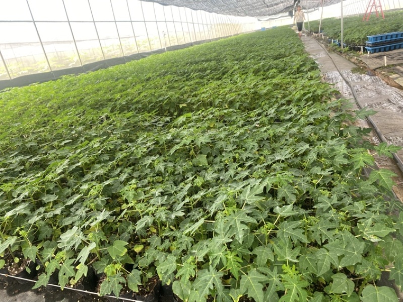 大青木瓜苗广西灵山县15到20公分量大从优大青木瓜苗