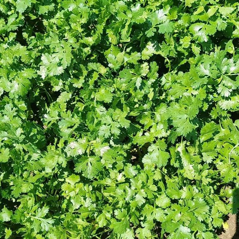 优质露天地的铁杆清香菜。