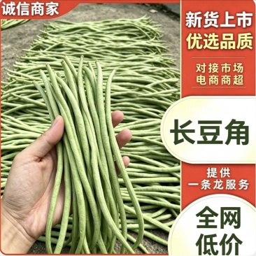 宜昌长豆角新货上市产地直供量大从优对接各大市场