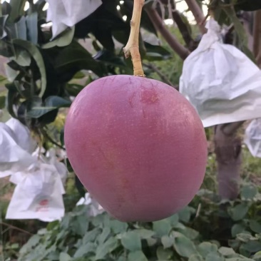 热龙芒果