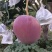 热龙芒果