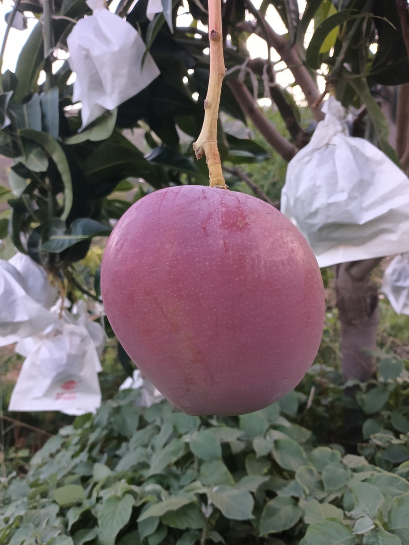 热龙芒果