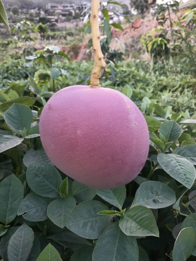 热龙芒果