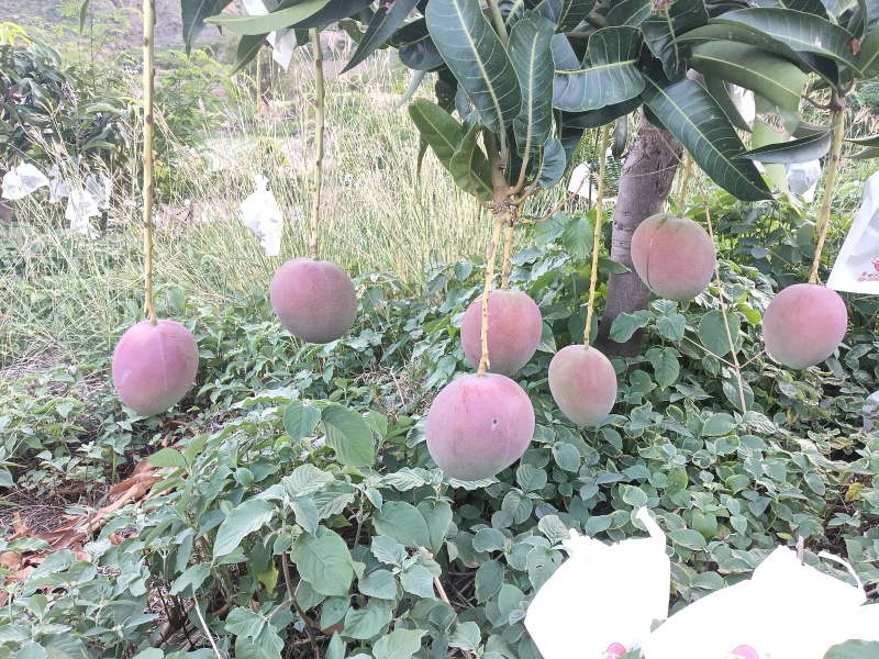 热龙芒果