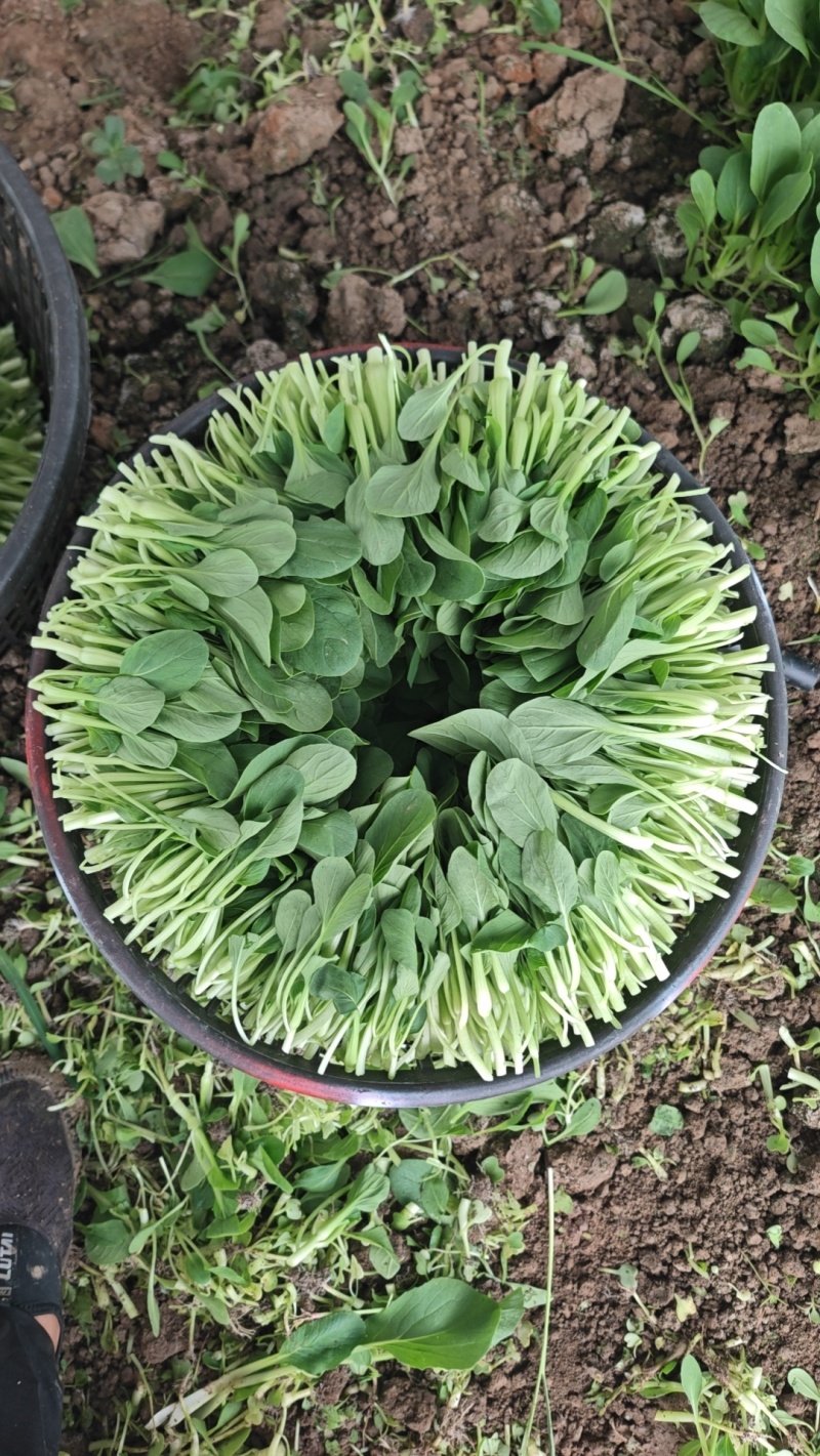 鸡毛菜