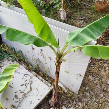 大量复绿芭蕉，香蕉（地苗）