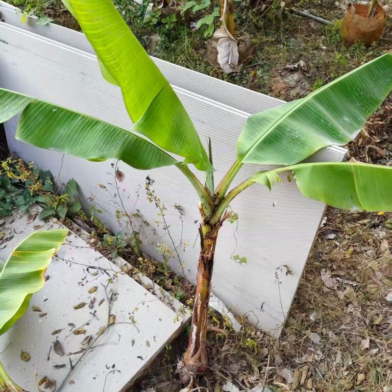大量复绿芭蕉，香蕉（地苗）