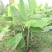 大量复绿芭蕉，香蕉（地苗）