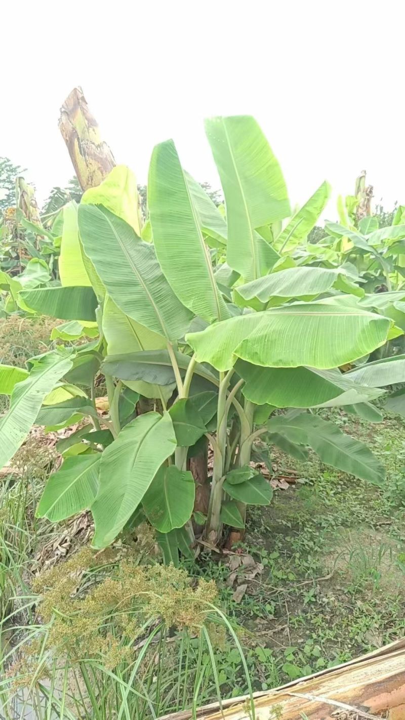 大量复绿芭蕉，香蕉（地苗）