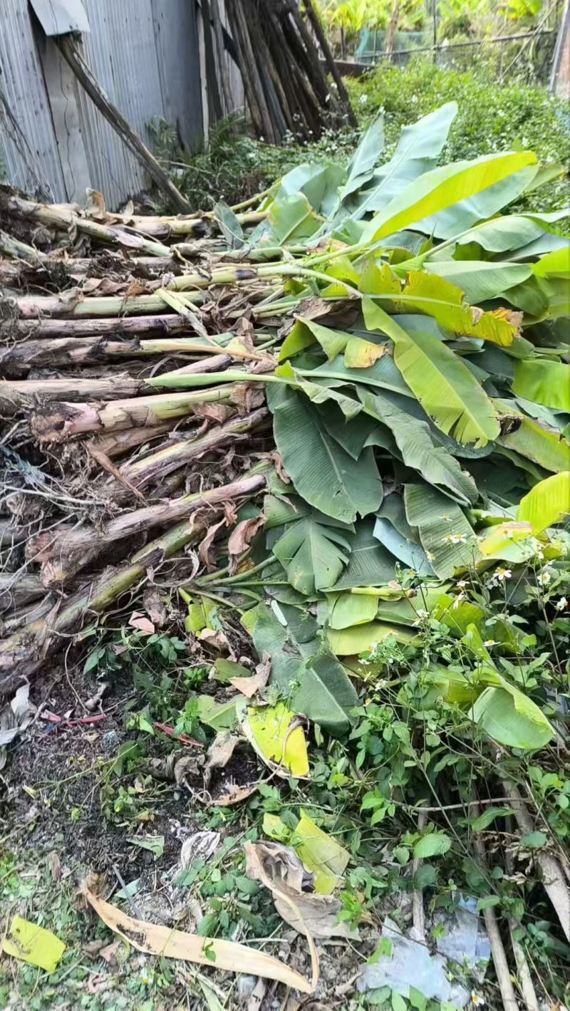 大量复绿芭蕉，香蕉（地苗）