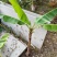 大量复绿芭蕉，香蕉（地苗）