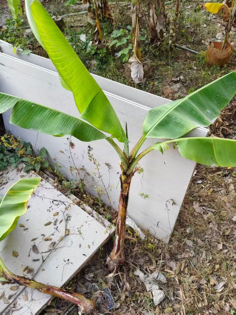 大量复绿芭蕉，香蕉（地苗）