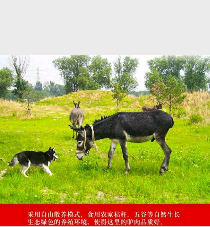 农家新鲜驴肉去皮鲜驴肉原汁原味营养美味保质保量