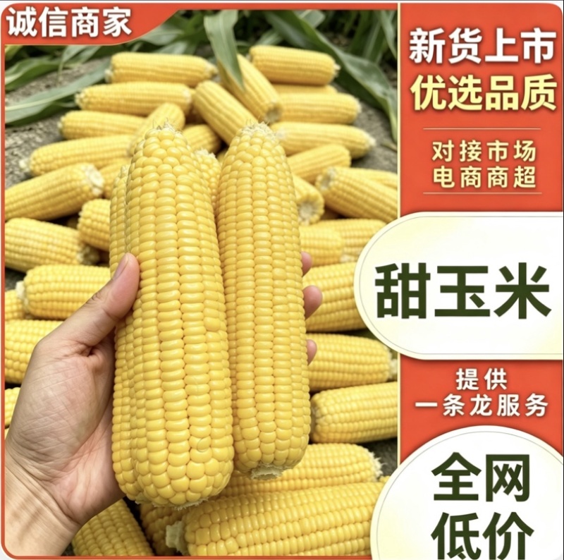 宜昌甜玉米水果玉米产地直销货源充足对接市场商超