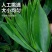 大量批发鲜粽叶