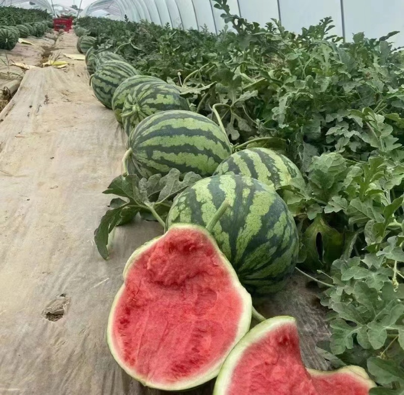【推荐】美都无籽西瓜产地直发可视频看货欢迎来电咨询