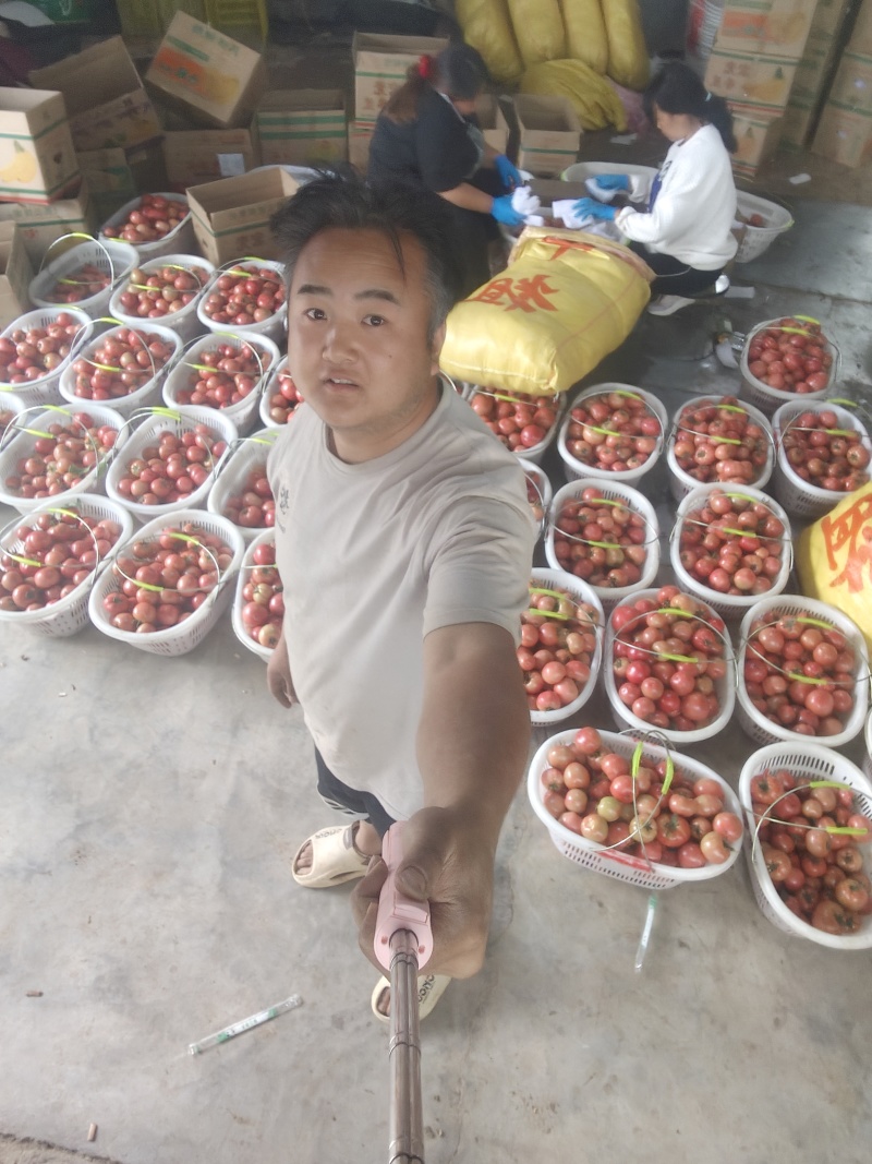 陕西咸阳甜心108欧克口感番茄上市咯