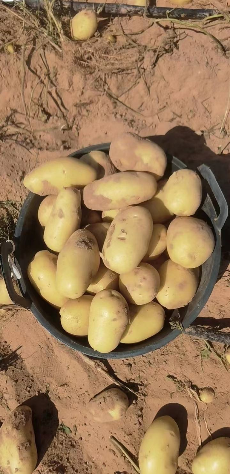 河南土豆大量上市，全国发货，关系咨询，质量保证