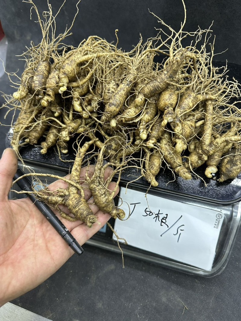 【产地直销】长白山鲜参吉林人参林下参野山参农户自产自销