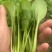 鸡毛菜