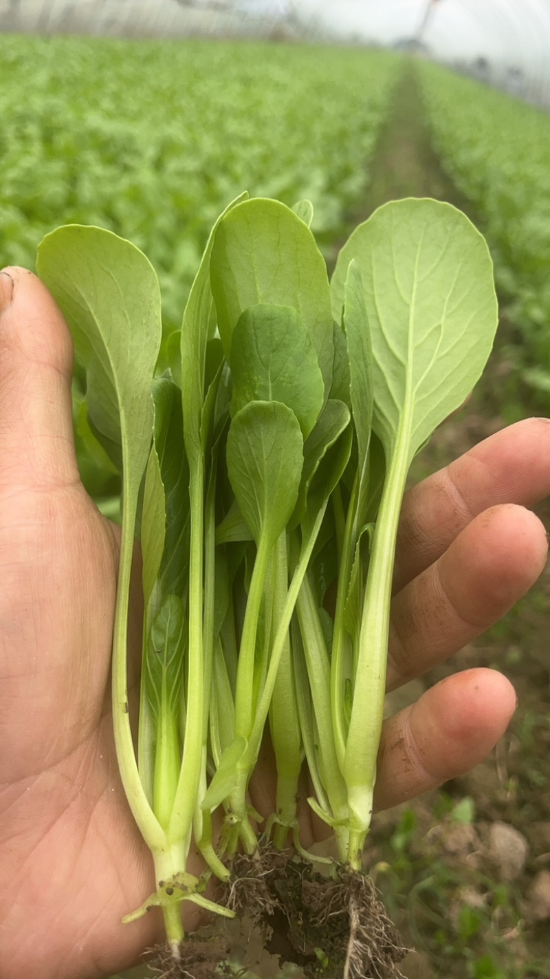 鸡毛菜