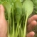 鸡毛菜