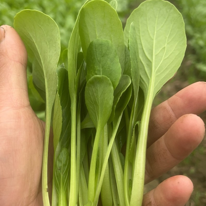 鸡毛菜