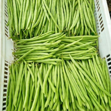 四季豆,山西特色,品质鲜嫩,条长脆绿,菜豆喜光绵软无丝美