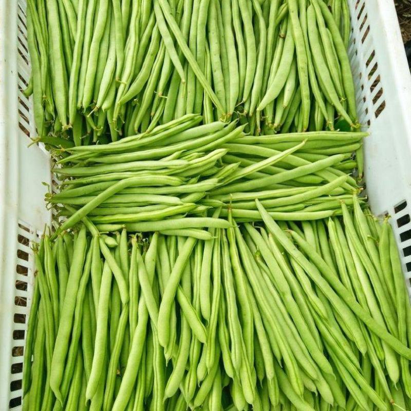 四季豆，山西特色，品质鲜嫩，条长脆绿，菜豆喜光绵软无丝美