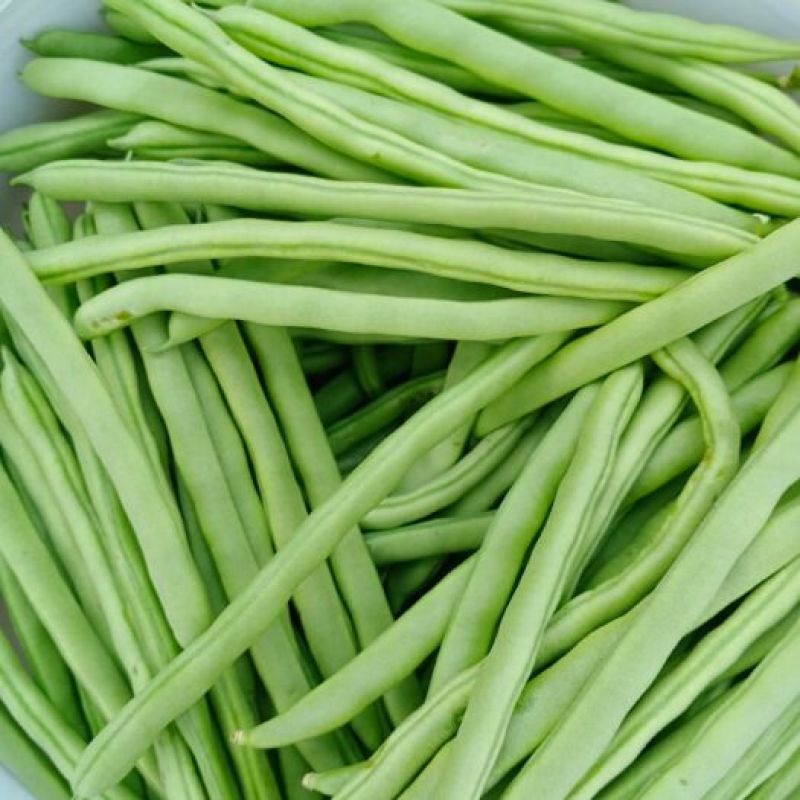 四季豆，山西特色，品质鲜嫩，条长脆绿，菜豆喜光绵软无丝美