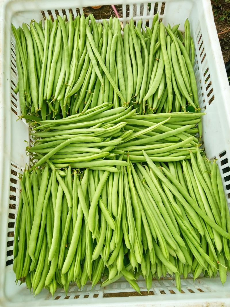 四季豆，山西特色，品质鲜嫩，条长脆绿，菜豆喜光绵软无丝美