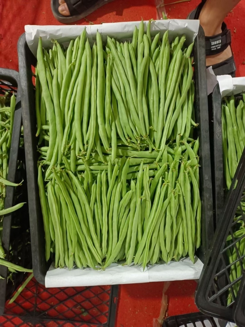 四季豆，山西特色，品质鲜嫩，条长脆绿，菜豆喜光绵软无丝美