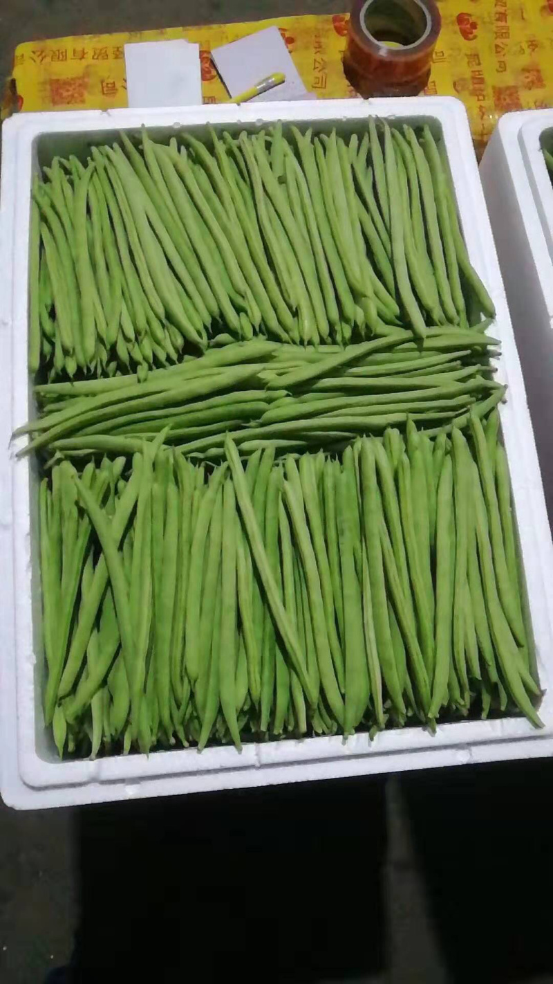 四季豆，山西特色，品质鲜嫩，条长脆绿，菜豆喜光绵软无丝美