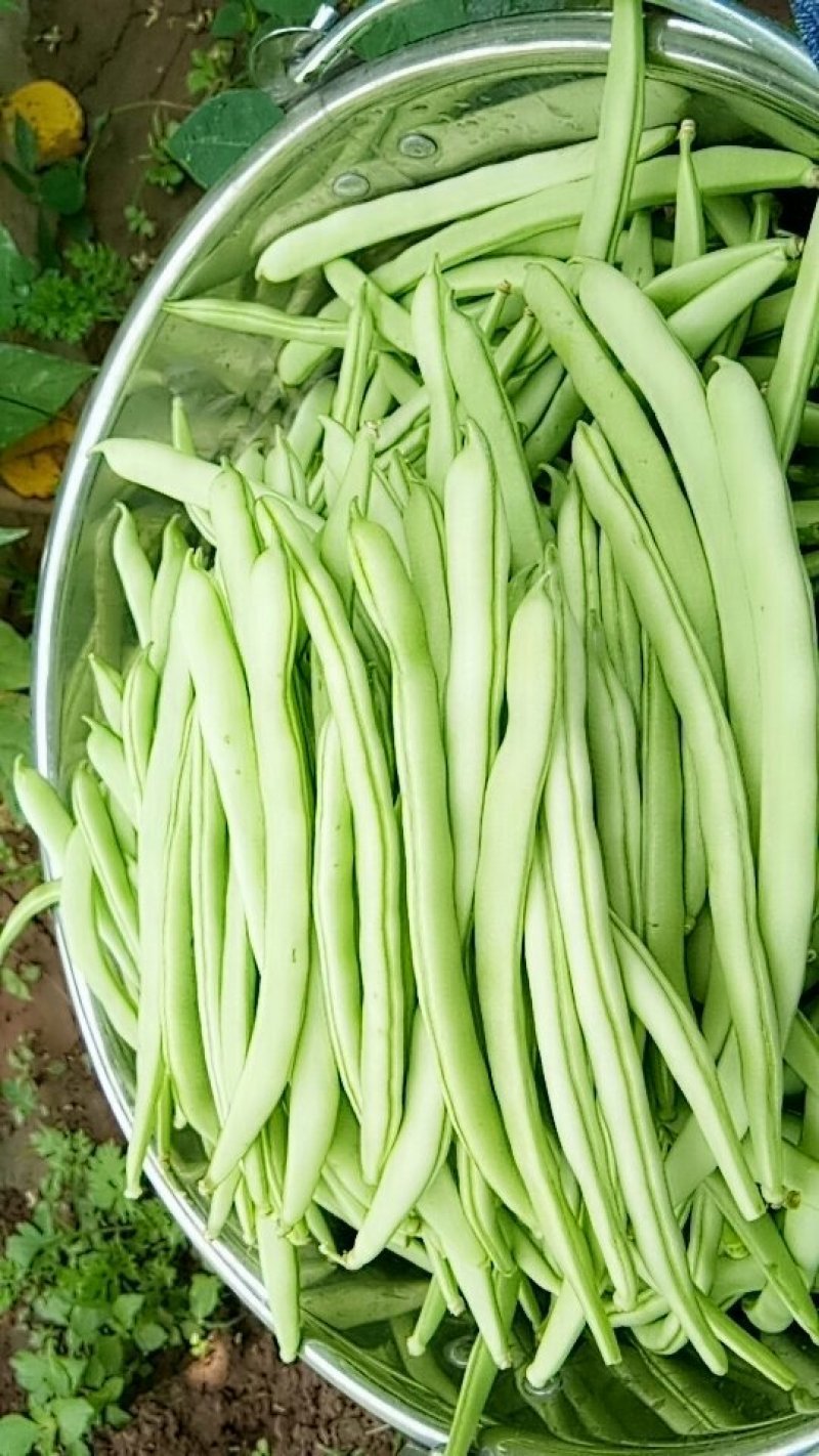 四季豆，山西特色，品质鲜嫩，条长脆绿，菜豆喜光绵软无丝美