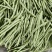 四季豆,山西特色,品质鲜嫩,条长脆绿,菜豆喜光绵软无丝美