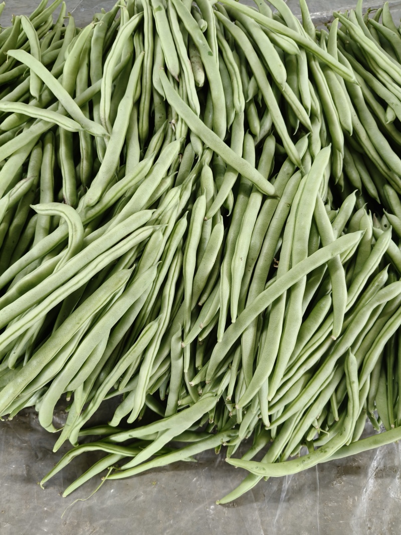 四季豆，山西特色，品质鲜嫩，条长脆绿，菜豆喜光绵软无丝美