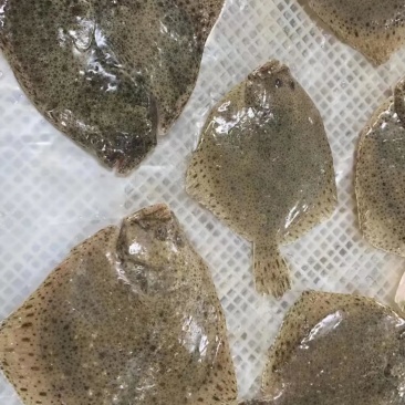 多宝鱼