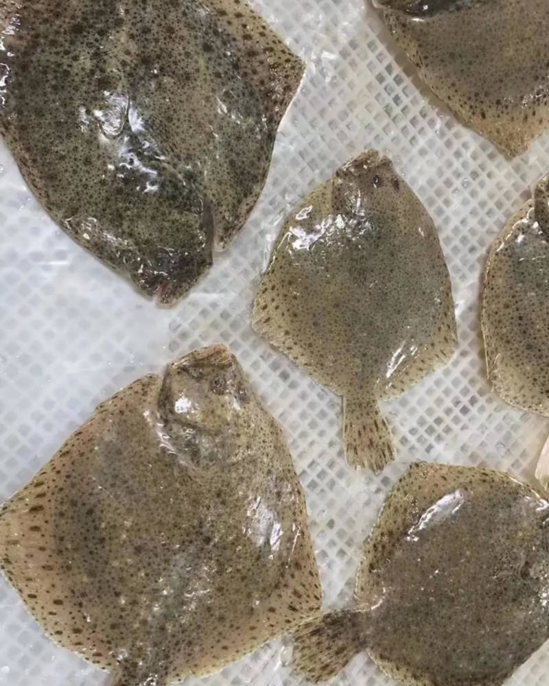 多宝鱼
