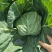 精品甘蓝圆包菜，产地直发，量大从优，新鲜采摘
