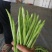 四季豆,山西特色,品质鲜嫩,条长脆绿,菜豆喜光绵软无丝美
