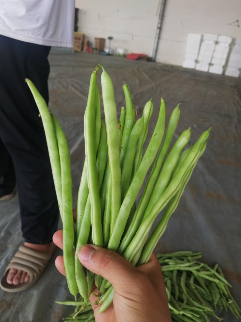 四季豆，山西特色，品质鲜嫩，条长脆绿，菜豆喜光绵软无丝美