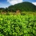 2025年云南高山苦荞麦，颗粒饱满，没有被霜冻过。