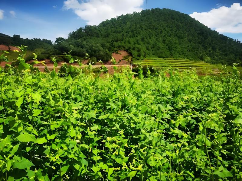 2025年云南高山苦荞麦，颗粒饱满，没有被霜冻过。